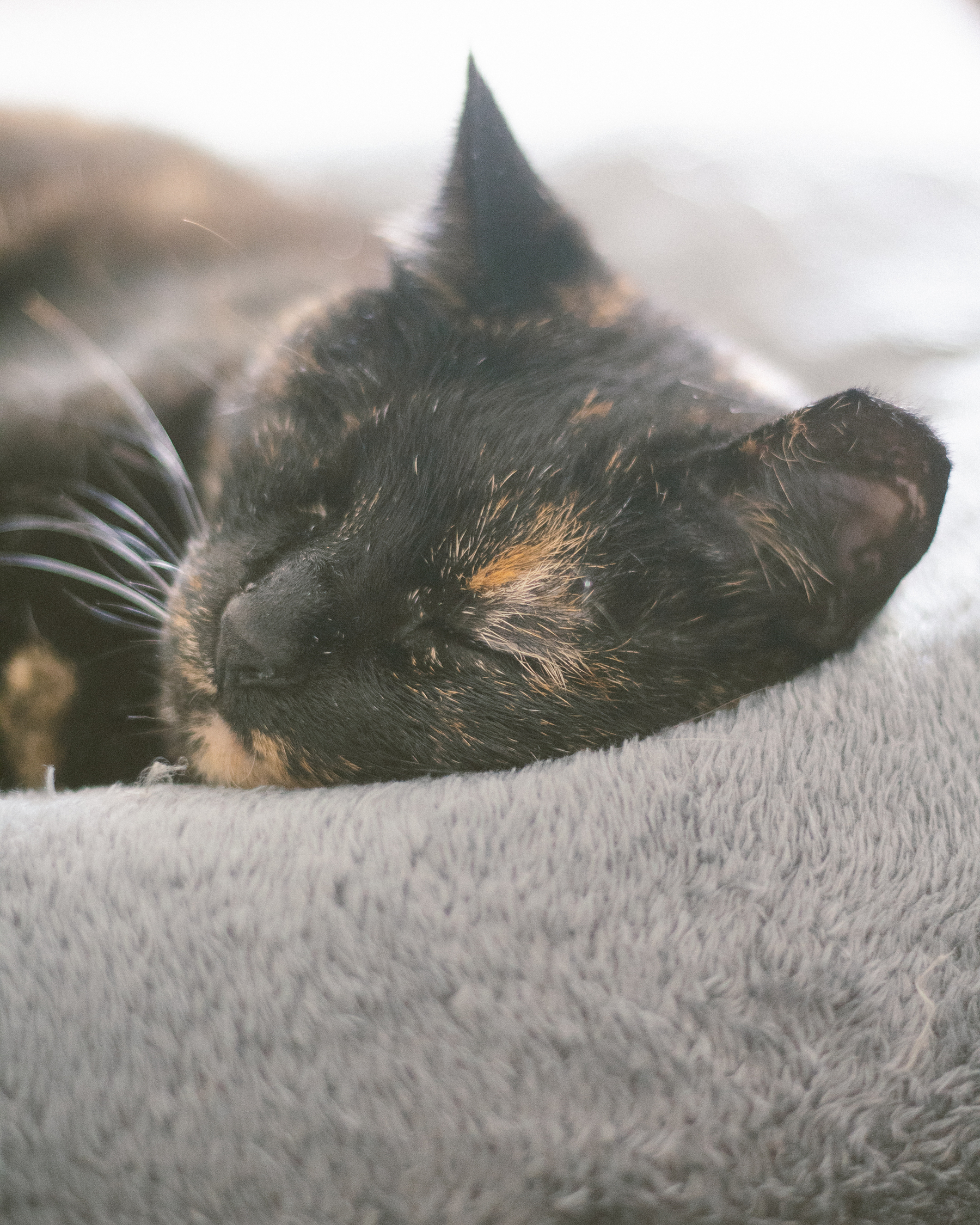 Auto-generated description: A tortoiseshell cat is peacefully sleeping on a soft, gray surface.