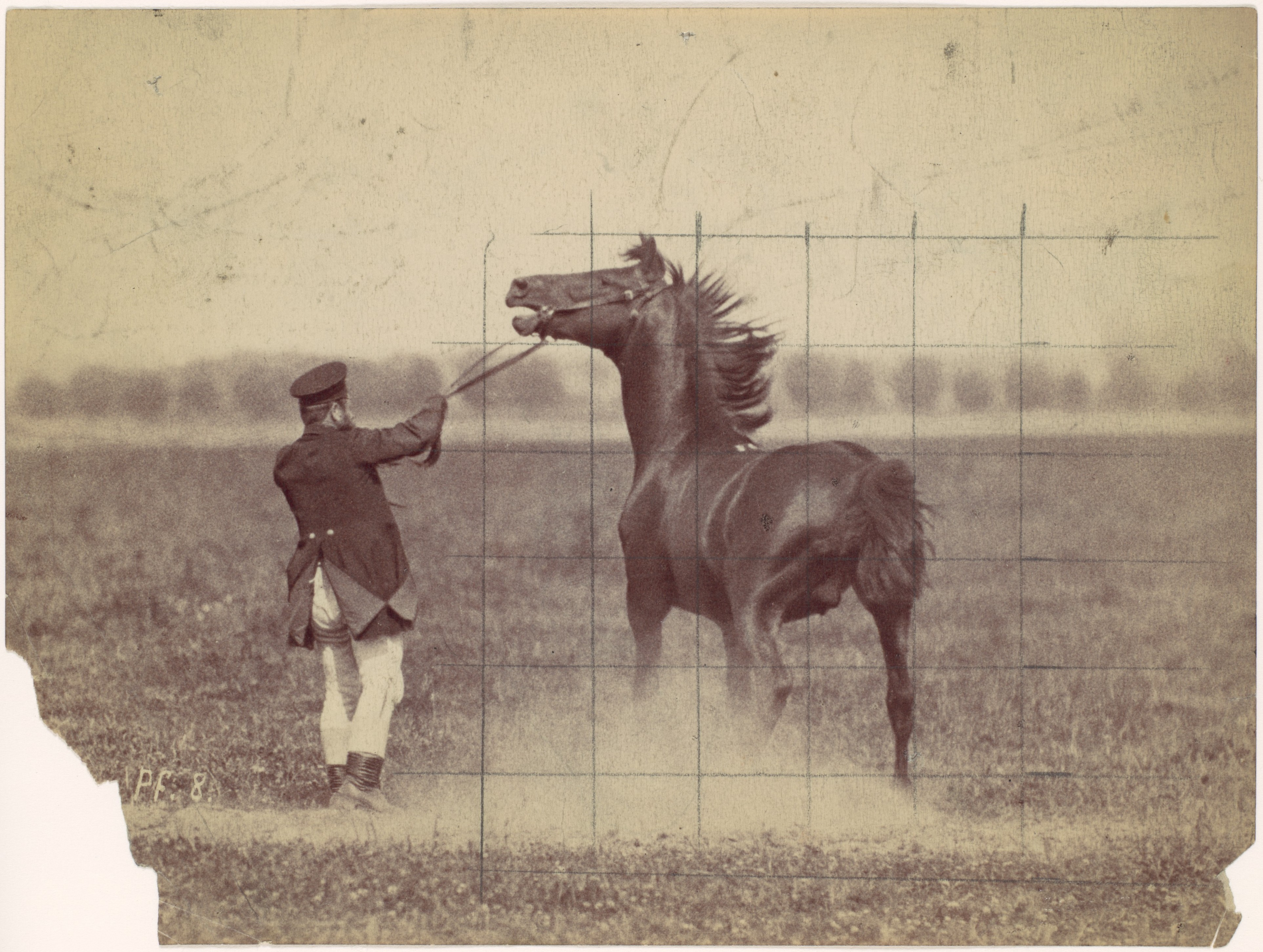 Auto-generated description: A man is holding the reins of a rearing horse in an open field with a grid overlay on the image.